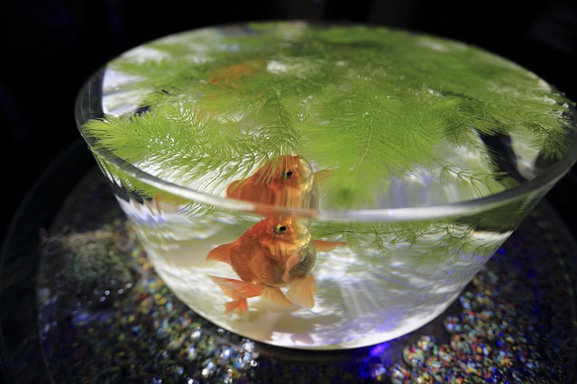 malé akvárium s rostlinou